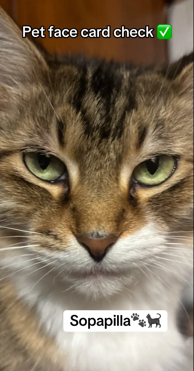 I wanna see your pets signature faces 🤣🐾 #PetsOfTikTok #australianshepherd #catsoftiktok #dogsoftiktok 