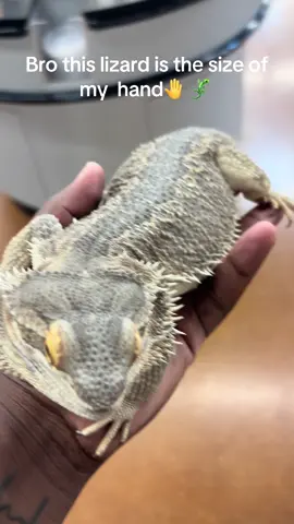 #olebrandselect#embarrassingmoment#failsoftiktok#lizard 