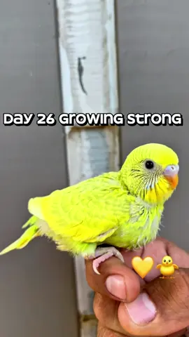 Yellow Baby Budgie Glow Up 🌟 Day 26 #budgietok #babybudgie  #parakeet #birdtok  #creatorsearchinsights 