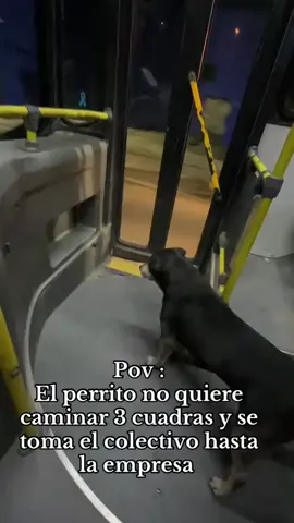 Jajaja que vago que son 😍❤️🐶 viven en la empresa #perrito #humor #animales #gracioso 