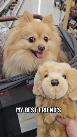 my best friends back and they're cuter than ever #pomeranian #dogs #cutedogs 