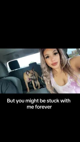 #inmypocket #inmypocketschallenge #dogsoftiktok #kariastiara #dogs 