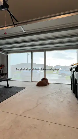 Rainy day vibes with Bruno & Charlie 🌧️🐶💘   #Liscell #RainyDay #LifestyleGarageDoorScreen #Lifestyle #ClermontCity 
