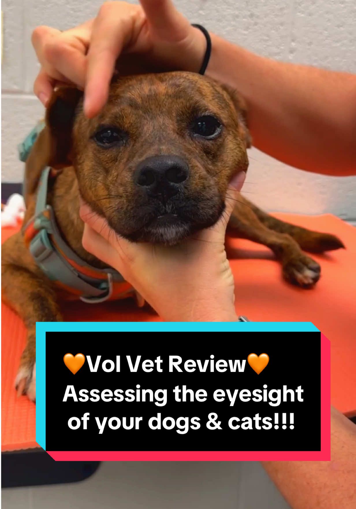 🧡Vol Vet Review🧡 Assessing the eyesight of your dogs & cats!!! #smallanimalvet #veterinaryophthalmology #opthalmology #petcare 