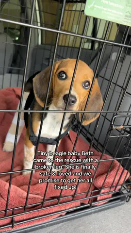 Beth the beagle puppy has already known so much pain in her short life, arriving with a broken leg. She is now safe, and we will make sure she gets the care she needs. Her future holds healing, love, and the forever home she deserves. Tribeagles.org #beagle #beagles #beagletok #puppy #adoptdontshop 