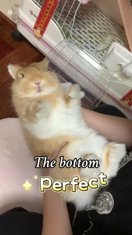Perfect bunny#rabbit #bunny #bunnylove #bunnytok #PetsOfTikTok 