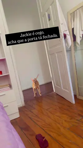 🐾🥰 #jackie #tiktok  #cachorros  #pincher 