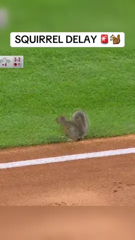 Squirrel on the loose at Yankee Stadium 😅 #baseball #MLB #mlbtheshow #baseballszn #yankees 