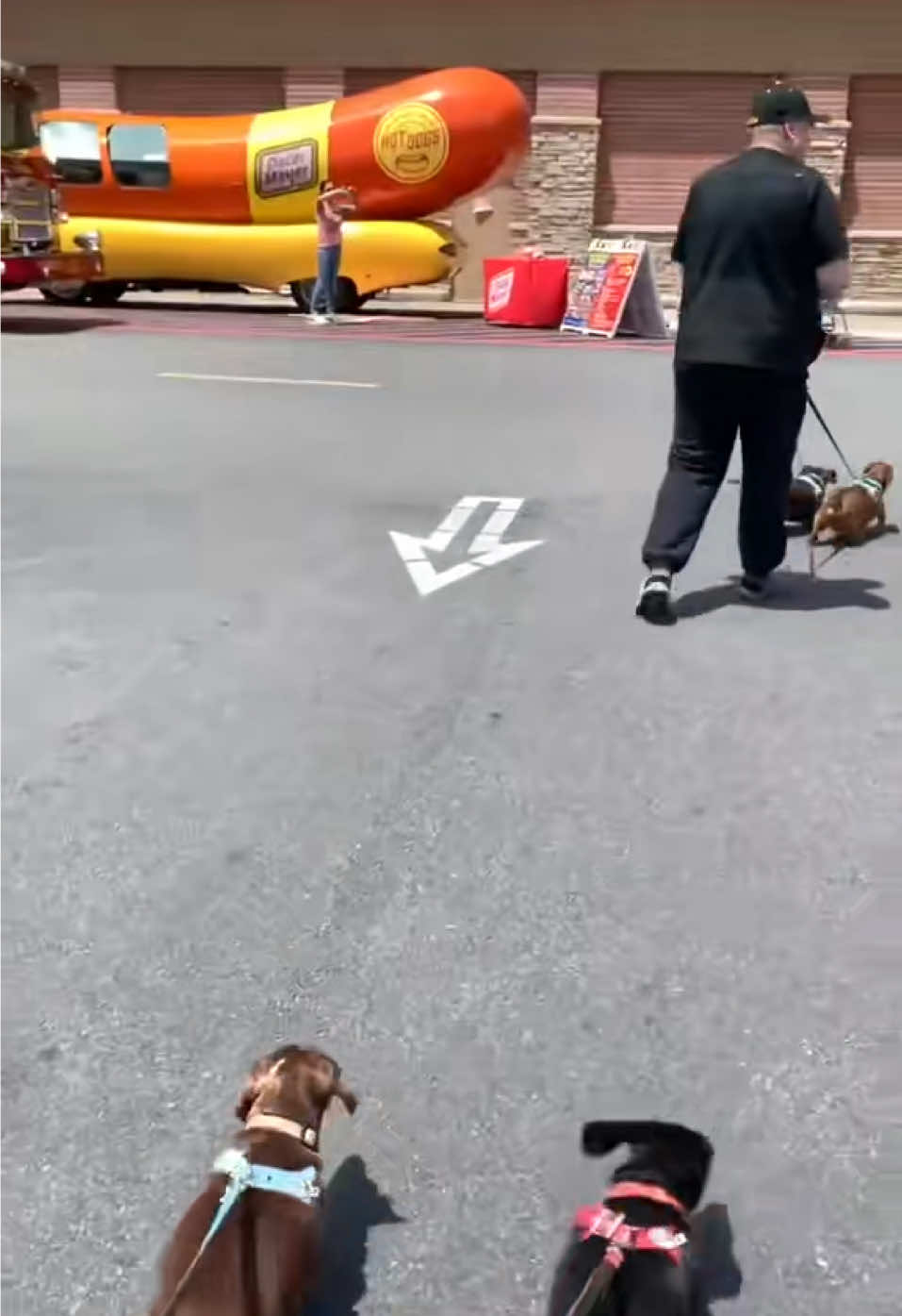 Visiting the Oscar Meyer Wienermobile!! #fy #dachshund #dogsofttiktok #dogtok 