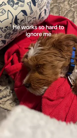 True Story 😩 #puppytiktok #goldendoodle #matthewthegoldendoodle #90s #90smusic #90srnb #swvweak 