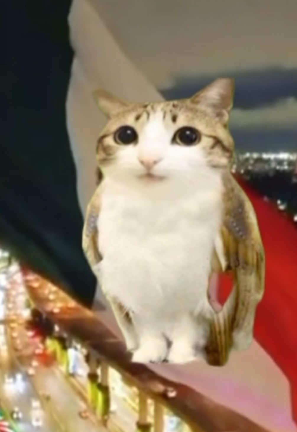 #meowlfacts #meowl #cat  #méxico #parati 