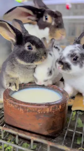 Nyusu dulu ☺️ #fyp #trending #kelinci #rabbit #viralvideos 