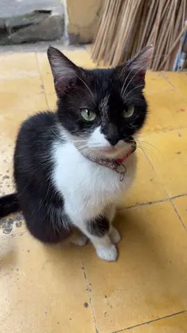 Yang sabar yaa😭 #promoseruweekend #kucinglucu #kucingtiktok #straycat #kucingjalanan 