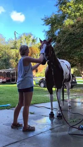 Proof that we as equestrians need to stop aiming a hose at our horses faces when washing faces. This horse used to be tied in a wash stall, head tied tight and a hose aimed at his face. It was never pretty “you can’t wash his face” 4 years ago when he became under my own personal care and out of a training barn I took the time to work with him and now we’re here. So many other horses I see have the same thing happen to them. Even posted videos on TikTok and it’s sad how ignorant the horse community is about it. Do better. 