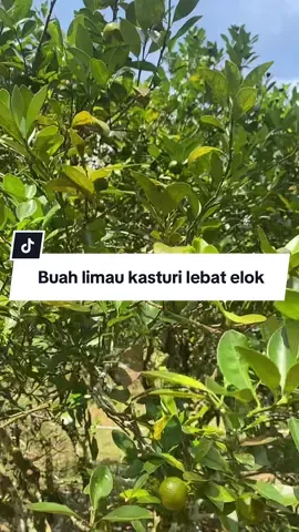 Pokok limau kasturi ada, tapi buah asyik gugur kecil-kecil? 🌱 Rahsia ramai pekebun: baja ini memang padu untuk lebatkan buah!” #agrofarm 