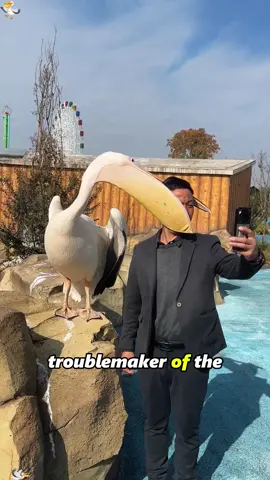 A crazy pelikan in the zoo#foryourpage #fpy #animals #Love #cute 