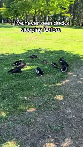 🦆 #ducks
