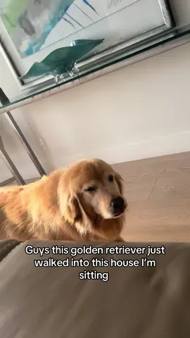 Is this heaven ? #goldenretriever 