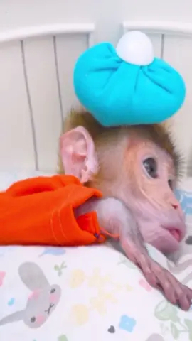 #niche #relateable #funny #monkey 
