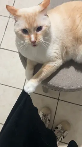 #catsoftiktok #flamepointsiamese 