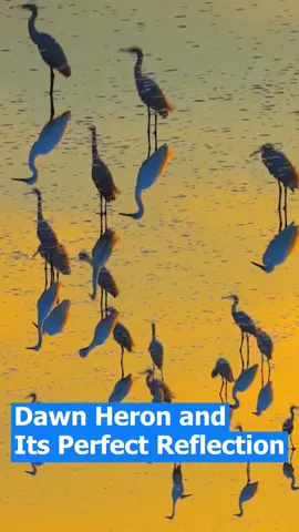 A heron on mirror-like water at dawn. 🌅🪞 #NatureVibes #Heron
