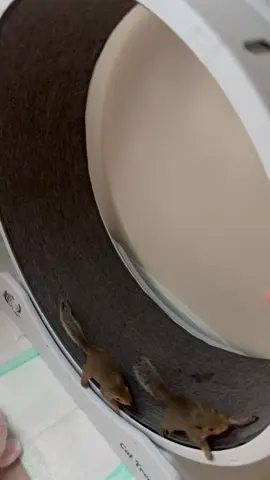 #squirrelmomma #ilovemysquirrel #squirrelsoftiktok 