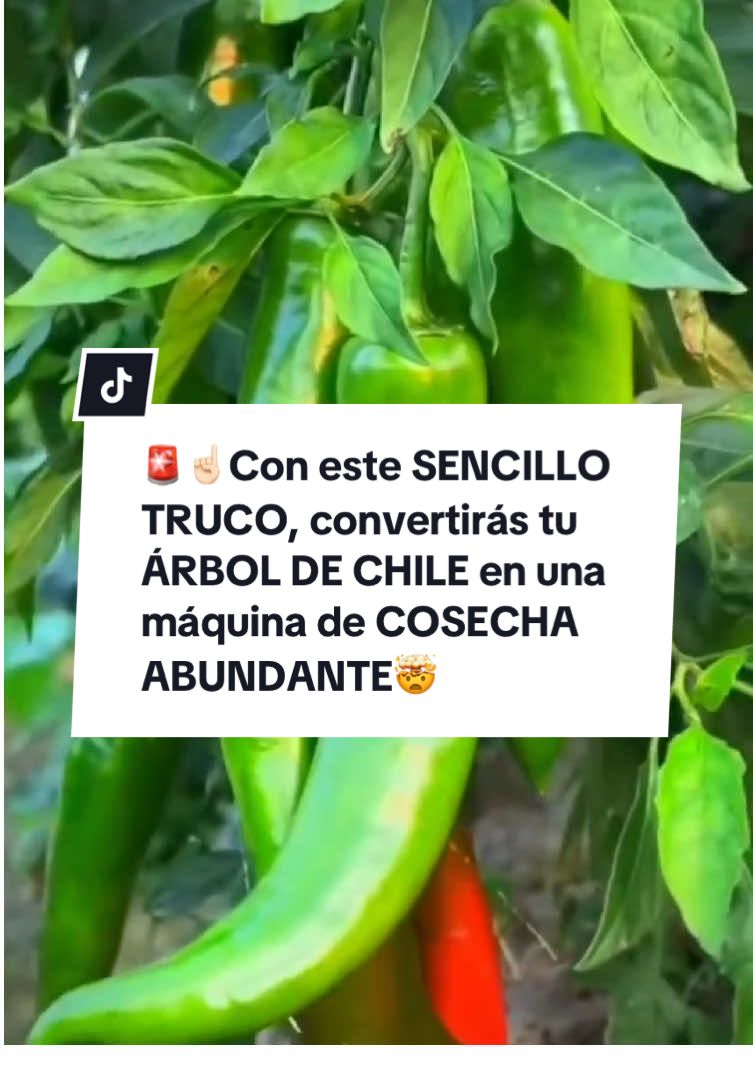 🌶️ ¡No pierdas tu planta de chile! 🤯 Con este SENCILLO TRUCO, la convertirás en un ÁRBOL DE CHILE que te dará una COSECHA ABUNDANTE por años. Te enseño a protegerla del invierno y a asegurarte de que cada año sea mejor. ✅ Poda y trasplante para invierno. ✅ Convierte tu planta en un arbusto. ✅ Cosecha el doble cada año. ✅ Chiles más grandes y abundantes. Guarda este video para no olvidar el truco y sígueme para más. 👇 #jardineria #chiles #huertoencasa #cultivo #jardin 