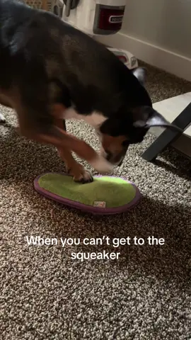 My little Phoebe can’t get to the squeaker 