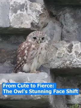 In one glance it’s all innocence, the next it’s pure intensity. Ever seen an owl change faces like this? 🦉#Owl #AnimalFacts