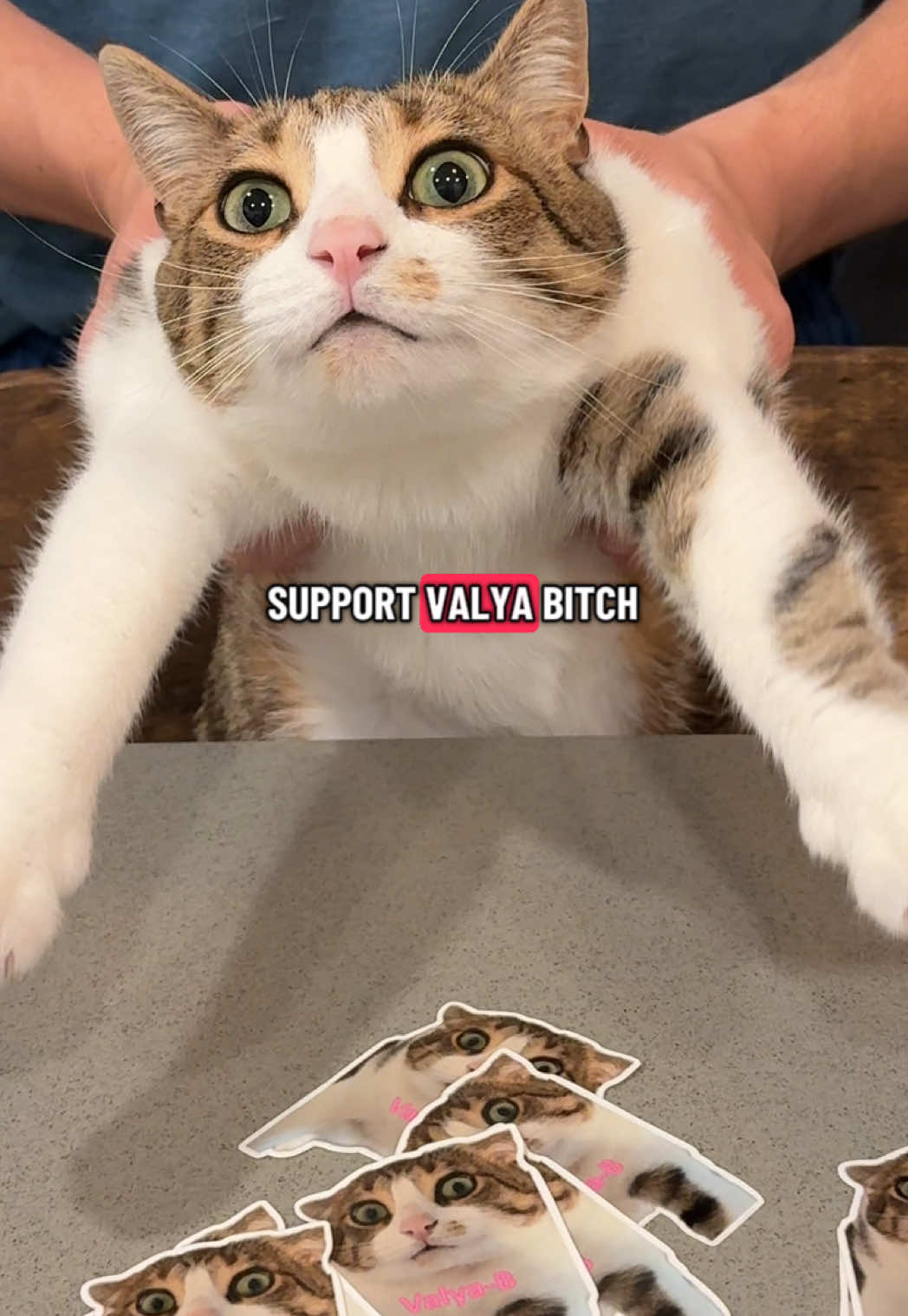 Stickers are outttt We don’t have a lot though, will see how it goes😂 #catsoftiktok #catlovers #fypシ #viral #stickers #comedyvideo 