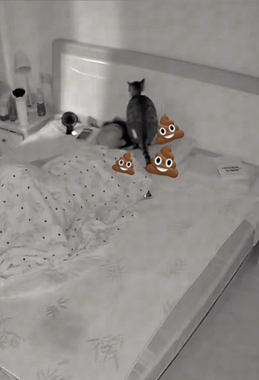 What did my cats do when I was sleeping 🛌 #cat #funny #drama #foryou #cute 
