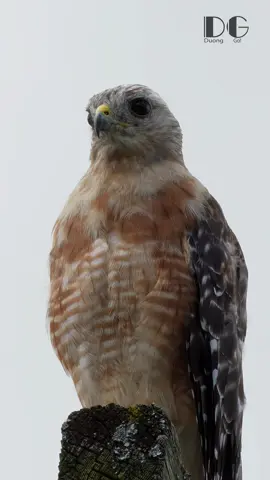 When a young hunter faces its first challenge. #Hawk #Wildlife #Nature #Birds #Predator