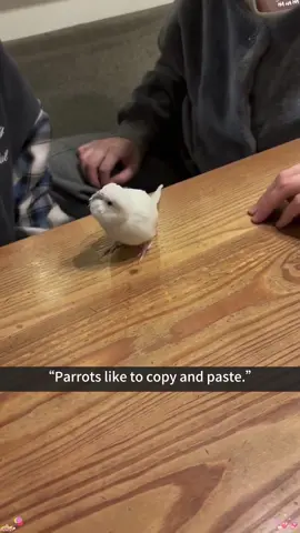 Part47: “My parrot is good at copying and pasting.”#parrot #parrotsoftiktok #funnyvideos #cuteparrot #funnyanimals 