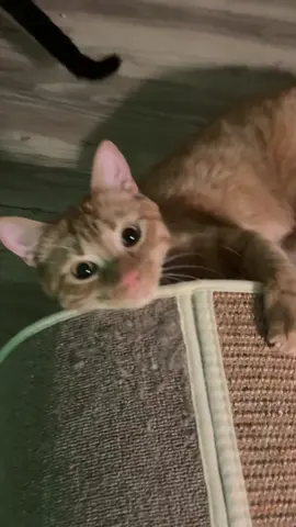#larry #cats #catsoftiktok #fyp 