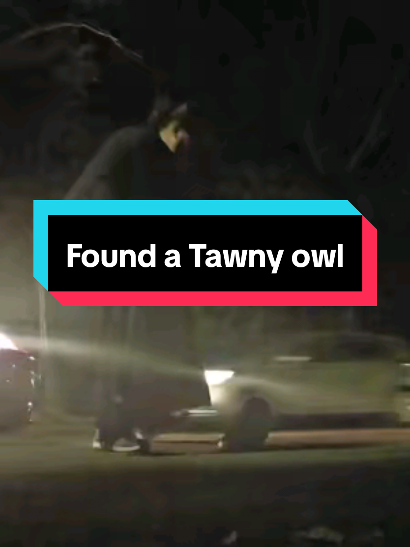 Tawny Owl - driving home from work, saw something sat in the road and then realised it was an owl that must have been hit. Did my best + I hope he/she survives, to be released back home #owls #tawnyowl #animalrescue 
