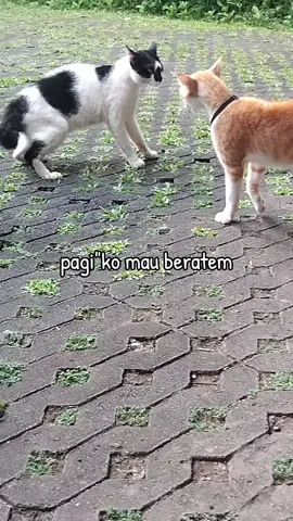 😹😹😹😹