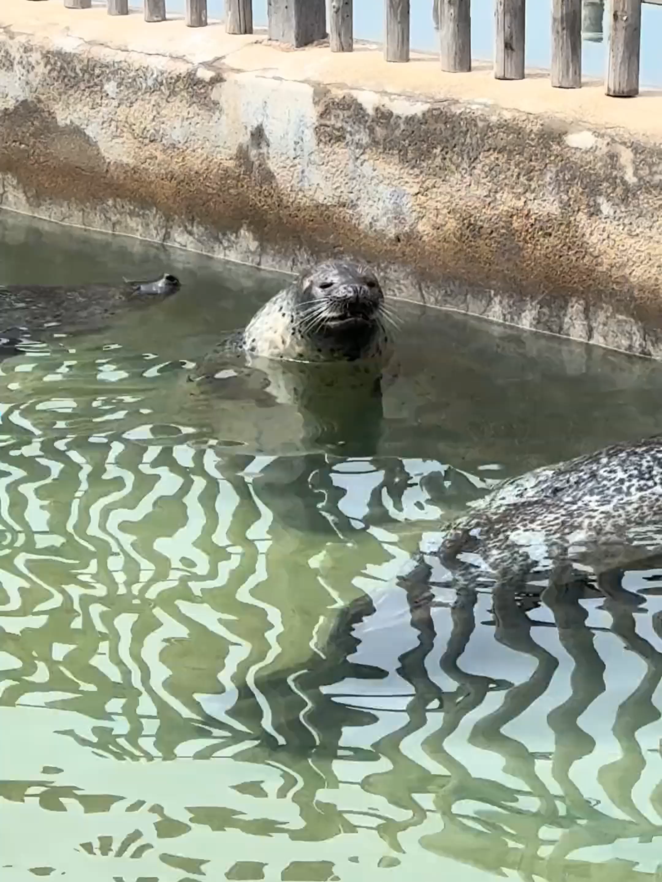 #otter#zoo#seal