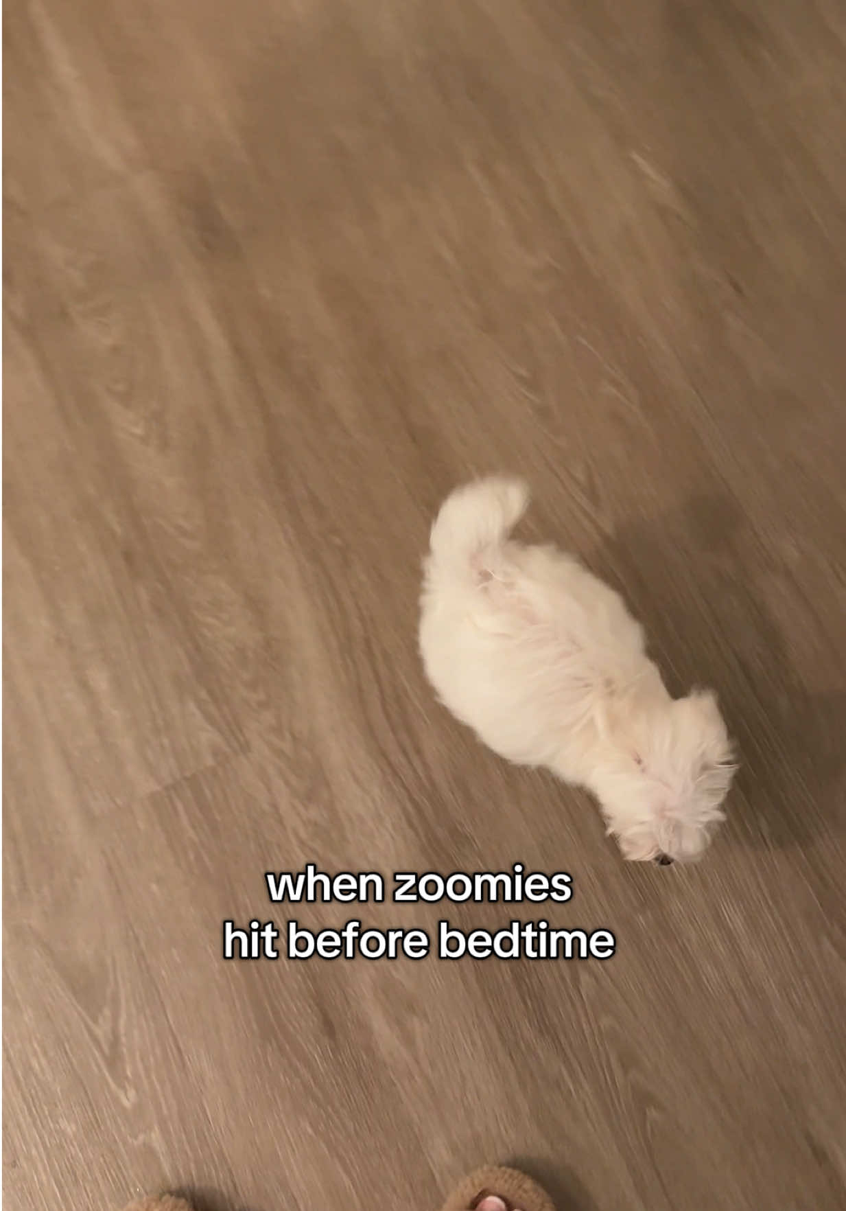 She’s fast af boiiiiiii #malteseoftiktok #maltesepuppy 
