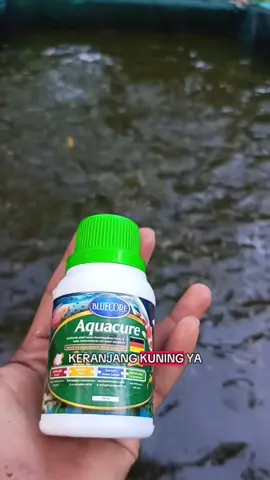 Wajib stock antibiotik Aquacure ini jika ikan kalian terkena penyakit.  #bluecore #aquacure #budidayaikan #fypindonesia🇮🇩 #budidayalele 