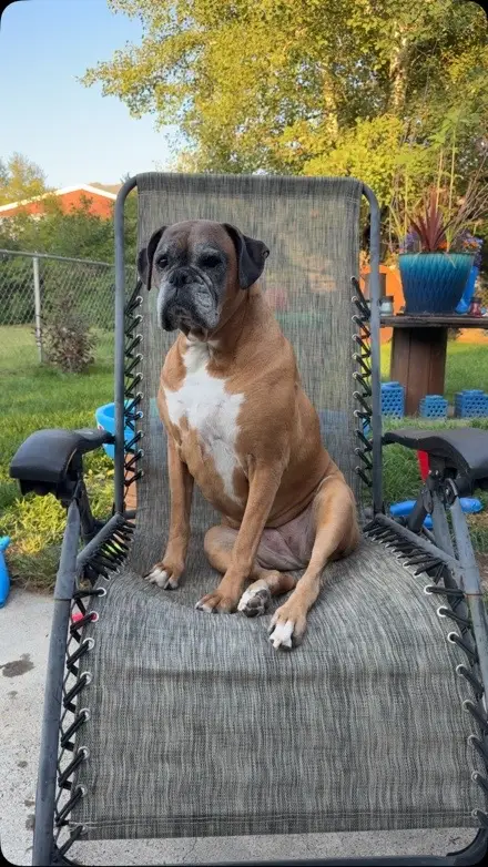 She is tiny but mighty, I think she would mess you up #butteusa #boxerdog 