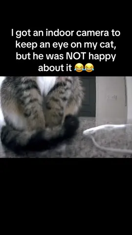 Kitty was RAGING 😂😂 #RoadTo19M #Pubity #cats  (@Melissa Nelson via Collab)