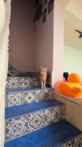 sư phụ mèo...