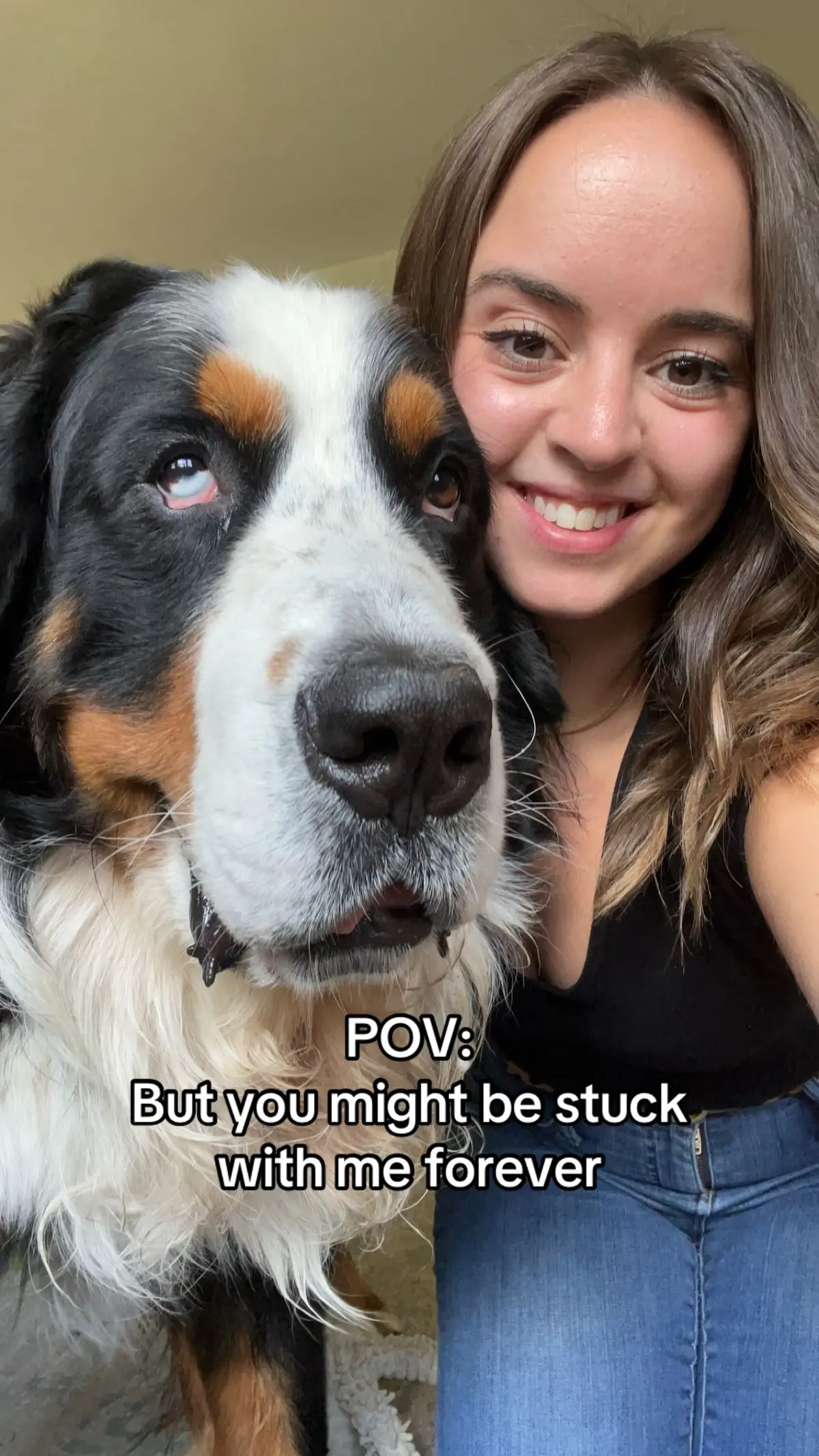 He’s been stuck with me for five years already, I’d say I’m pretty lucky 🥰 #bernesemountaindog #bernese #puppiesoftiktok #bernesemountaindogpuppy #lucky 