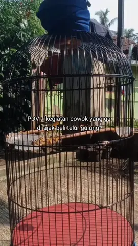 ngopeni manuk aja yg gak kebagian telor gulung🤣#sogon #sogonmaniaindonesia #kicaumania #CapCut 