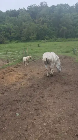 when your husband's horse is so big he 
