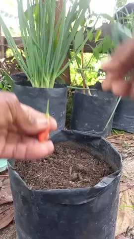 Tips menyemai cabe skala rumahan atau skala kecil #promoseruweekend  #tip #menyemai #cabe 