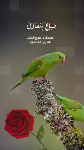 أصبحنا وأصبح الملك لله سبحان الله، والحمد لله، ولا إله إلا الله، والله أكبر. #صباح_الخير #صباح #سبحان_الله #alhamdulileh  