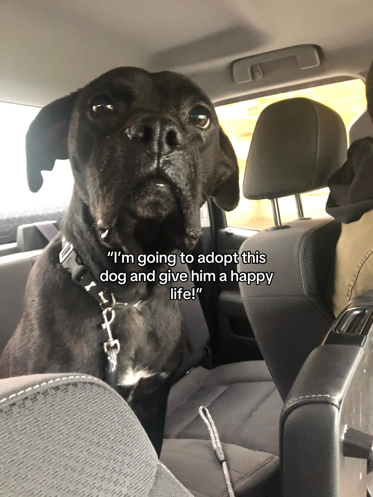#dogsoftiktok #rescuedog 