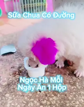 Sữa Chua Em Để Ở Góc Trái Màn Hình Nha #Ngocha #xuhuongtiktok 