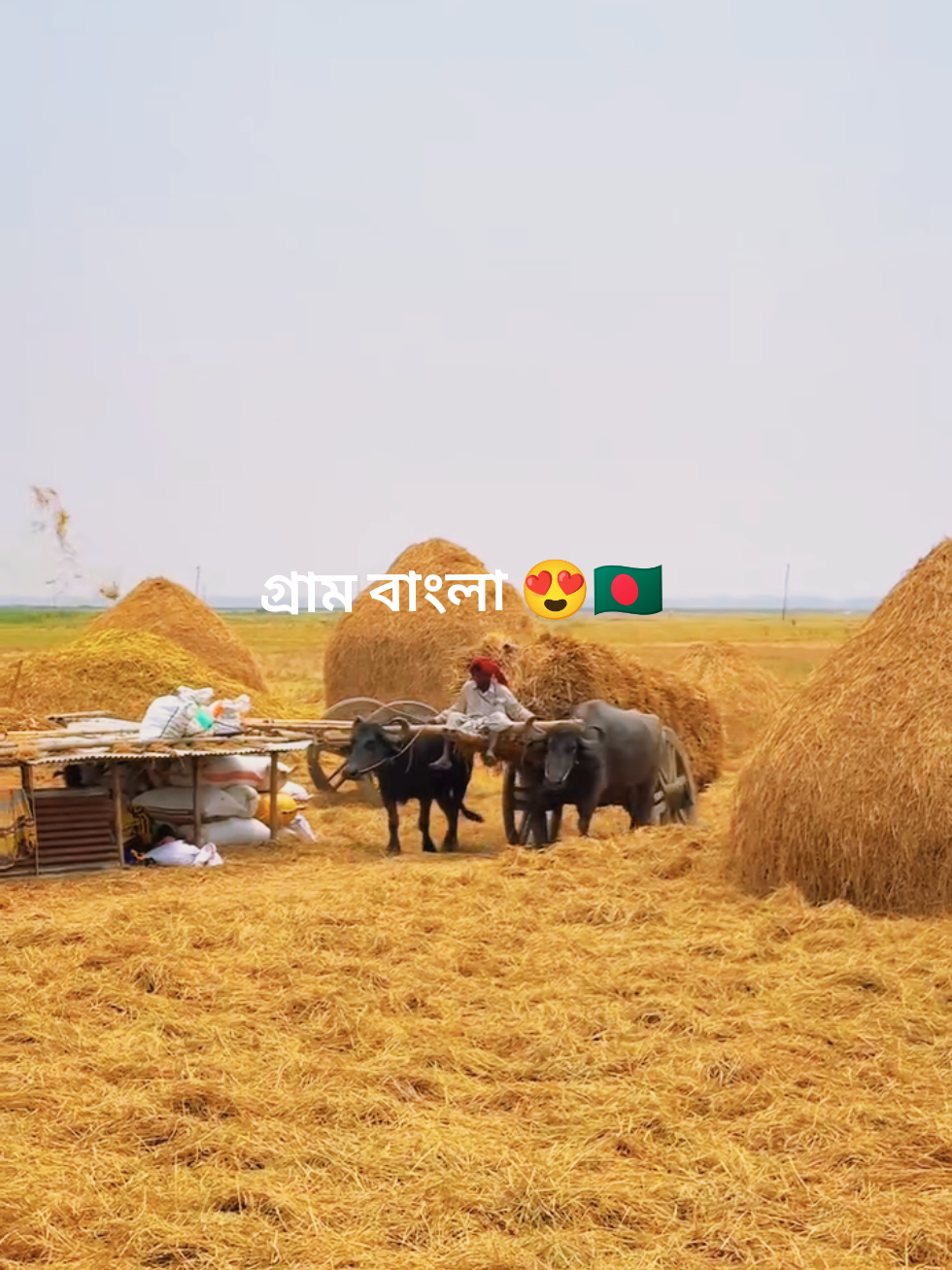 মাটি ও মানুষ #গ্রামবাংলারদৃশ্য #vairalvideo #tiktokofficialbangladesh #foryoupageofficiall #typ 